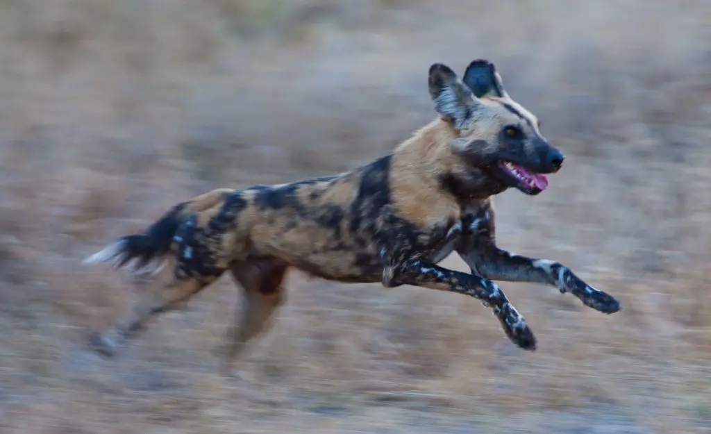 african-wild-dog-running