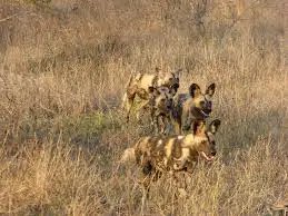 african-wild-dogs-pack