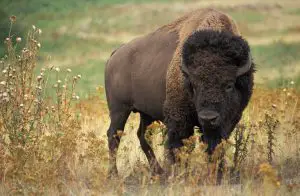 american-bison-for-kids