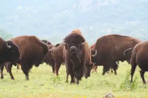 american-bison-herd