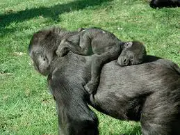 baby-gorilla-sleeping