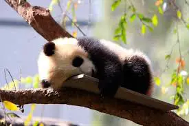baby-panda