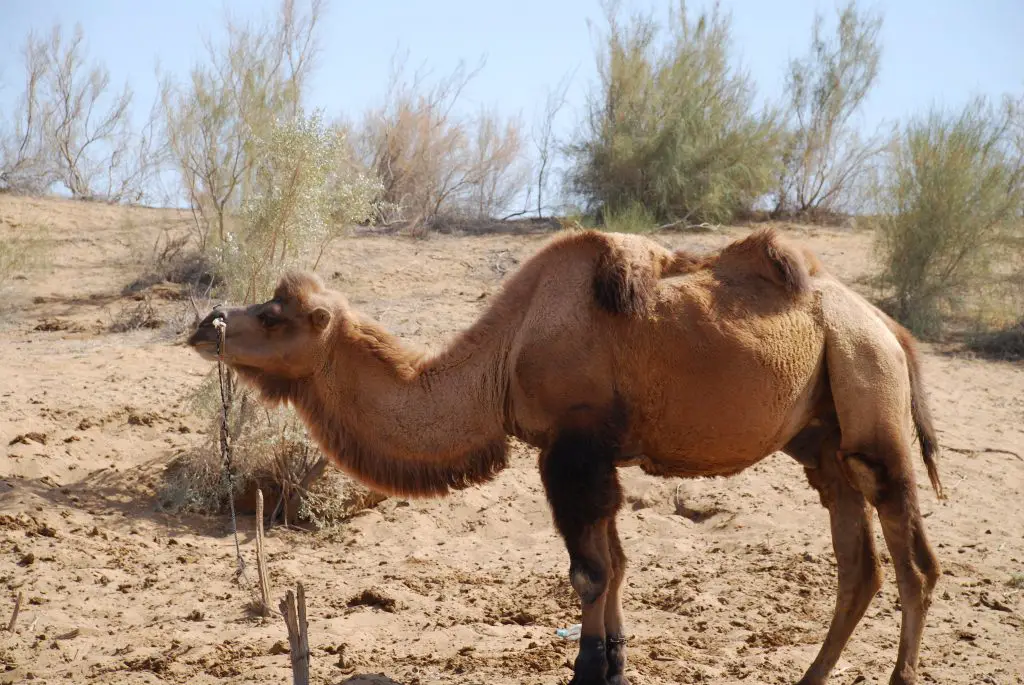 bactrian-camel-for-kids