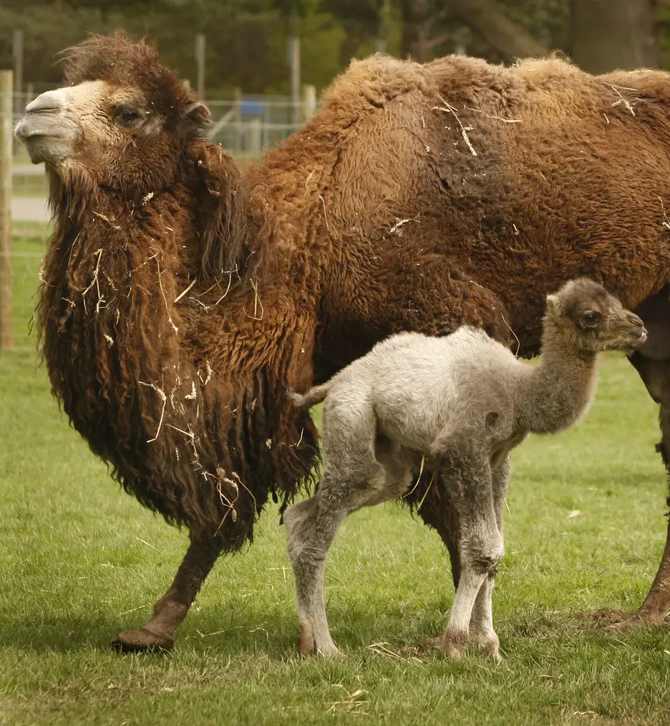 Interesting Bactrian Camel Facts For Kids | Savvy Leo