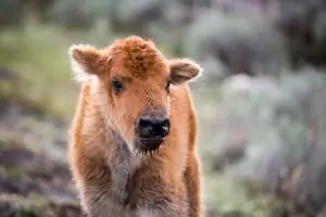bison-calf