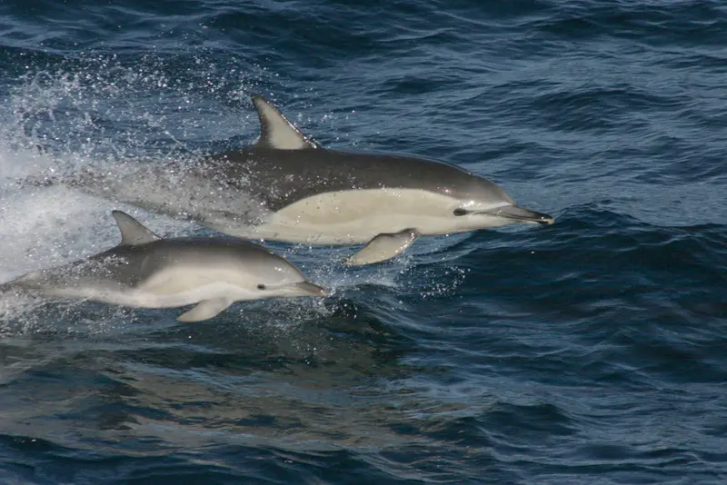 dolphin-mother-calf
