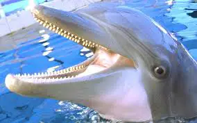 dolphin-teeth