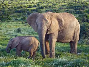 elephant-calf