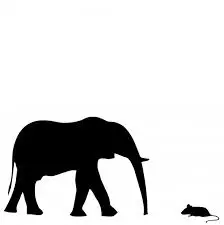 elephant-not-scared-mice