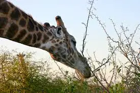 giraffe-eating-long-neck