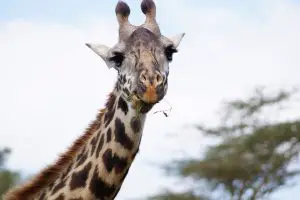 giraffe-facts-for-kids