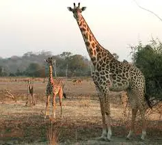 giraffe-mother-calf