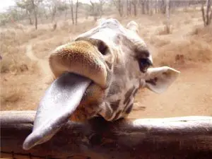 giraffe-tongue