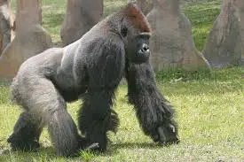 gorilla-knuckle-walking