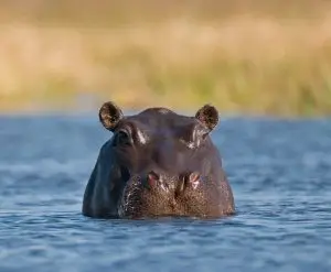 hippo-in-water