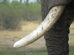 ivory-tusk-hunted