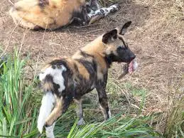 wild-dog-pup