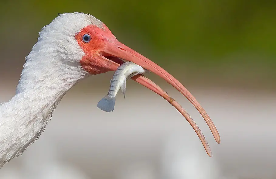 flamingo-eating-fish