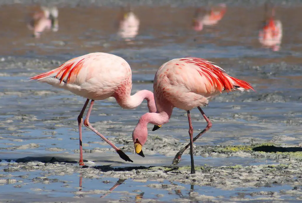 flamingo-facts-kids