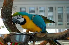 macaw-eating