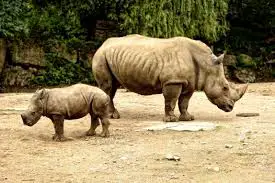 rhino-calf