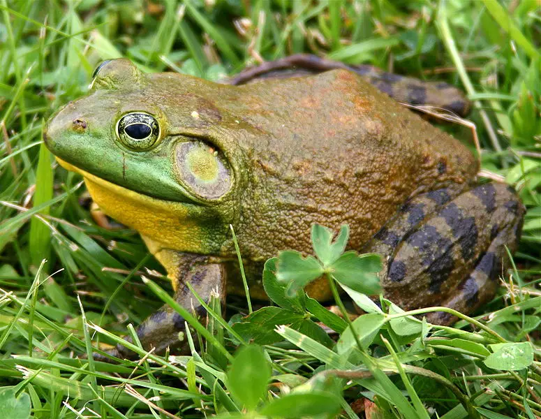 American Bullfrog Habitat
