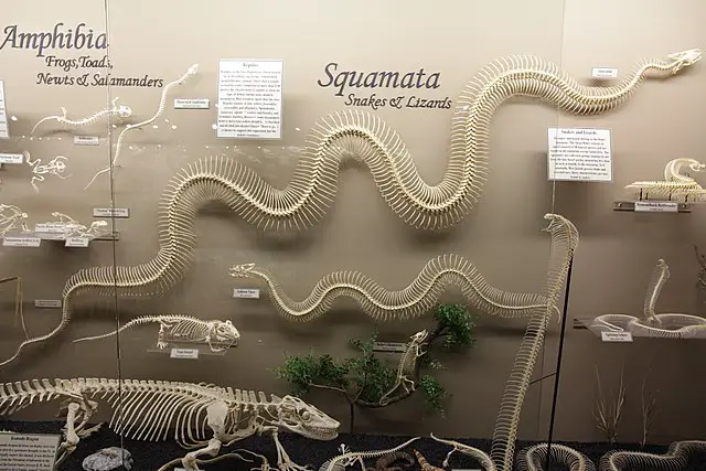 Anaconda Skeleton