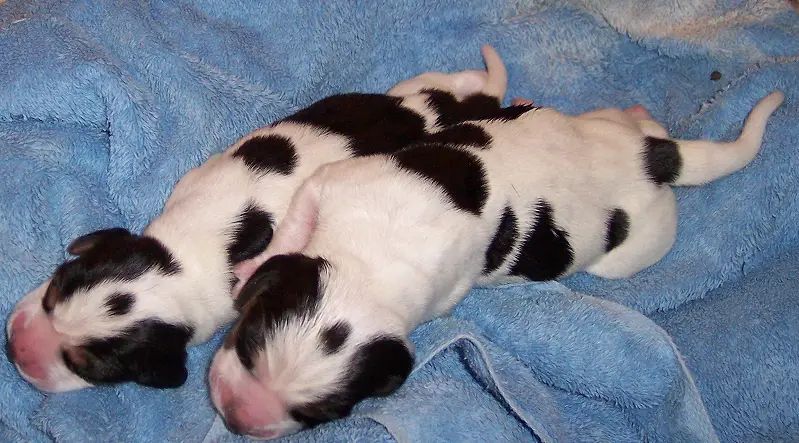 Beagles Puppies