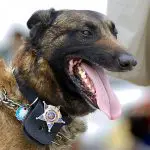 Belgian Malinois Police Dog