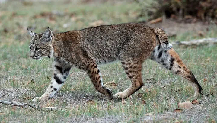 Bobcat Habitat