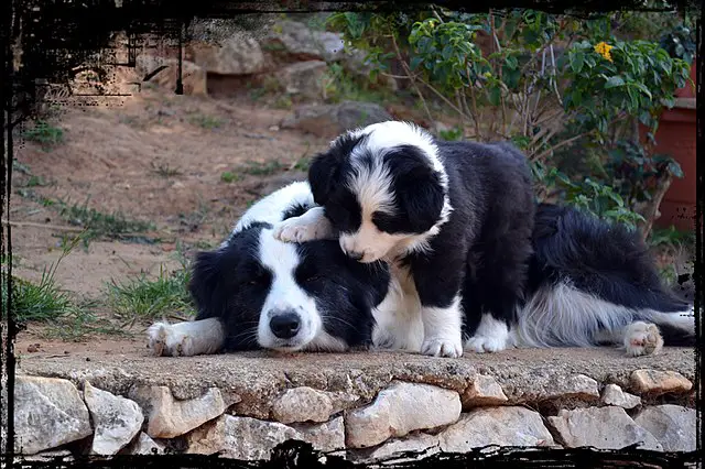Border Collie with Puppy