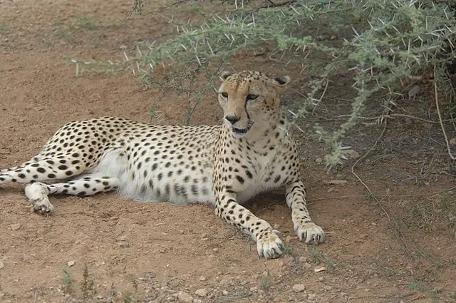 Cheetah Habitat