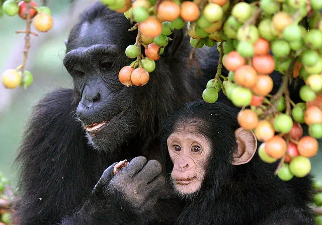 Chimpanzee with infant