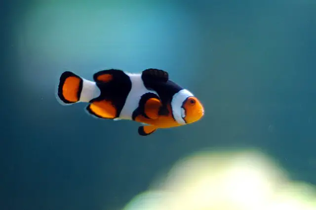 Clownfish Swimming