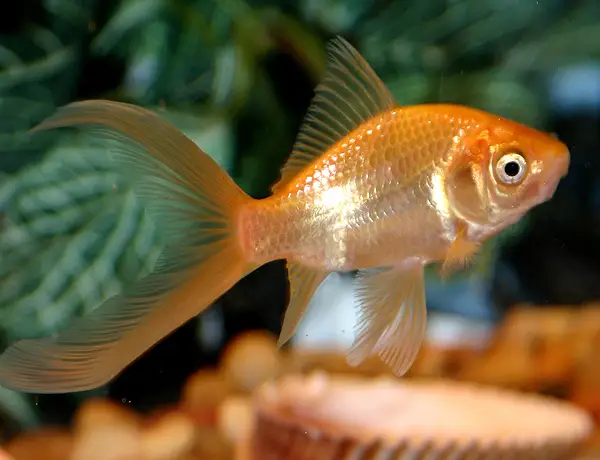 Comet tailed Goldfish