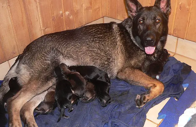 Female GSD with puppy