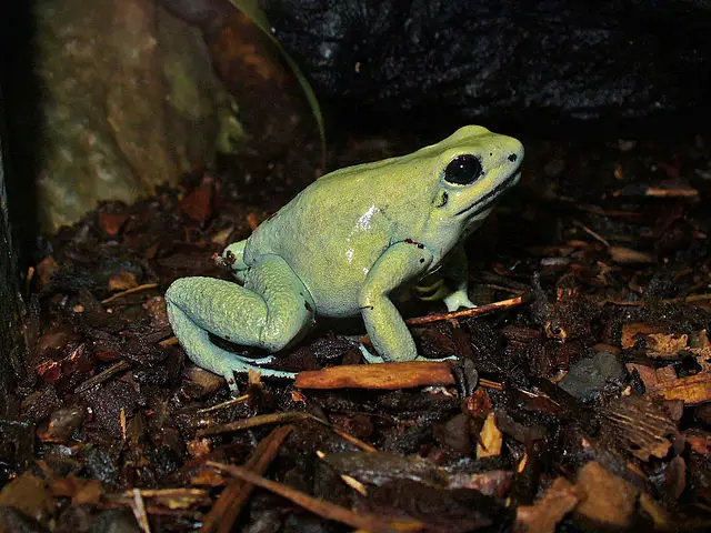 Gold Poison Dart Frog colour