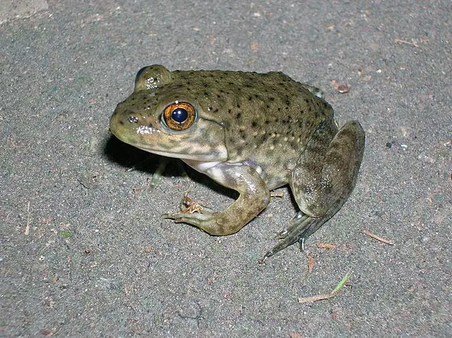 American Bullfrog Behaviour