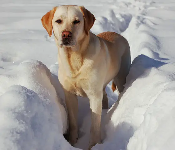 Labrador Retriever in Snow