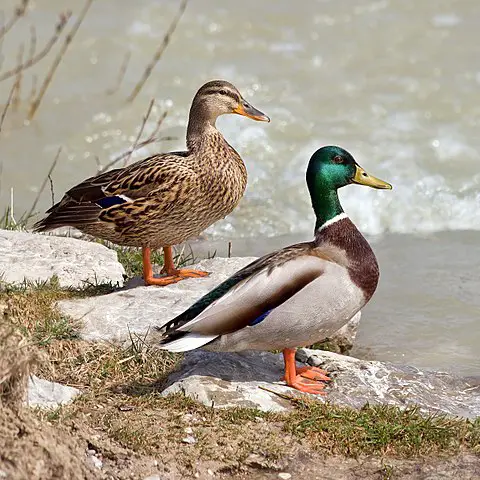 Mallard Duck Pair
