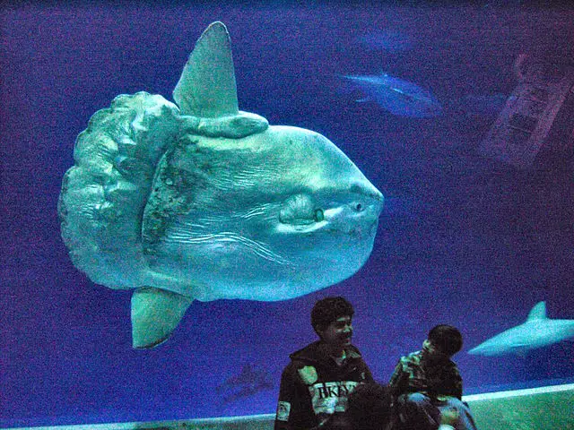 Ocean Sunfish Mola in Captivity