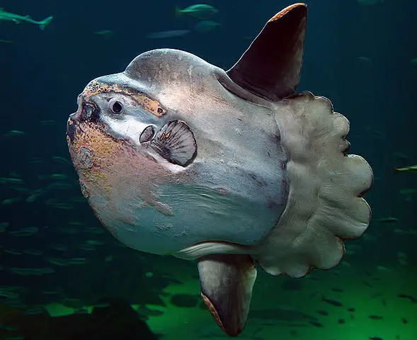 Ocean Sunfish Mola