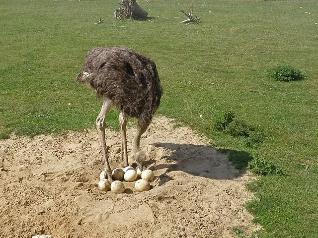 Ostrich Nest