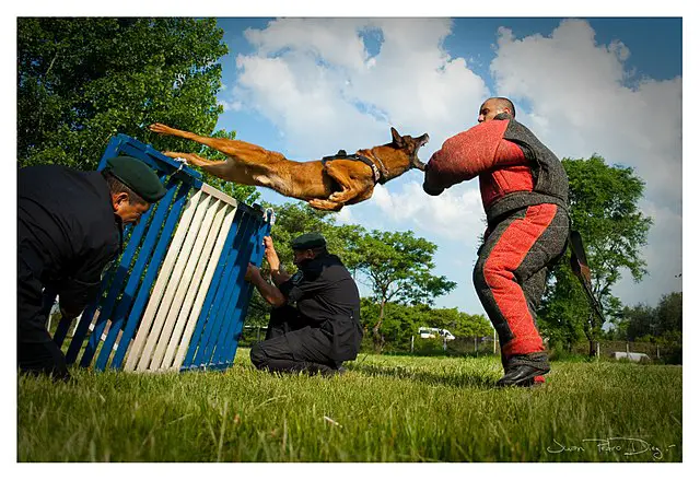 Police Dog being trained