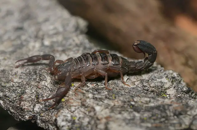 Scorpions Habitat