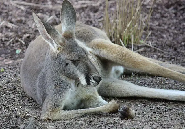 Red Kangaroo Female
