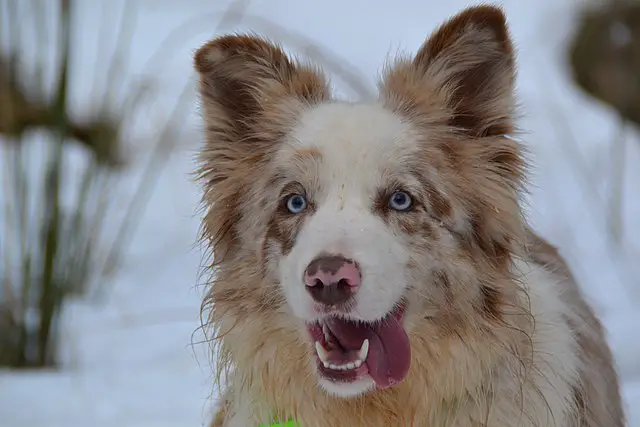 Red Merle Border Collie