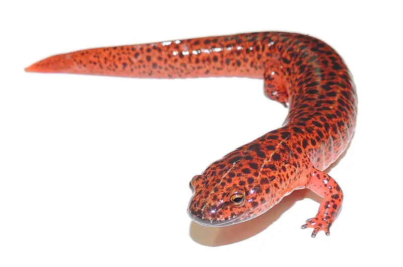 Red Salamander Population