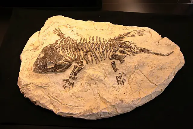Seymouria Fossil