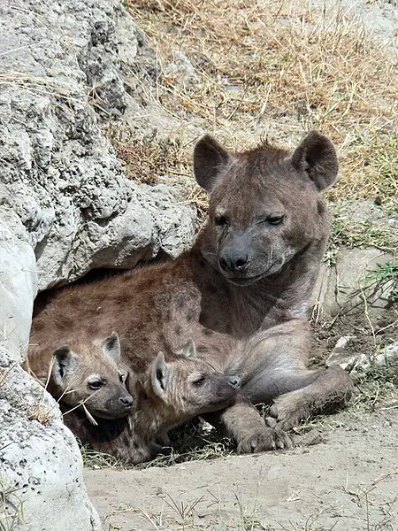 Spotted Hyena Cubs